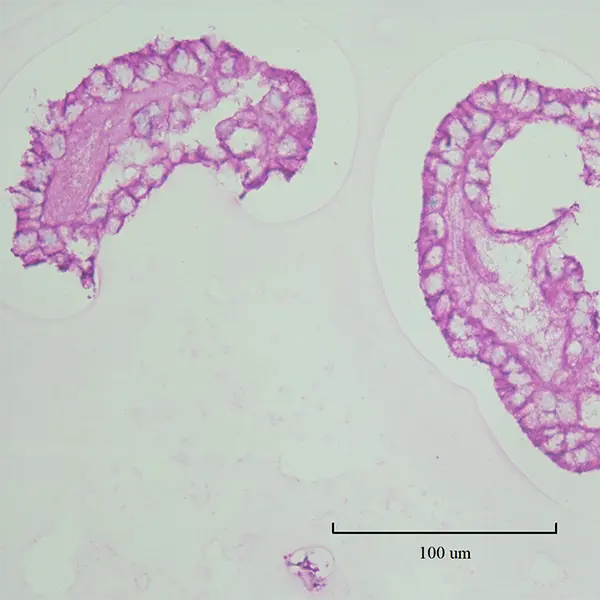 Bovine Mammary organoids expressing avian like influenza receptors MAL-II